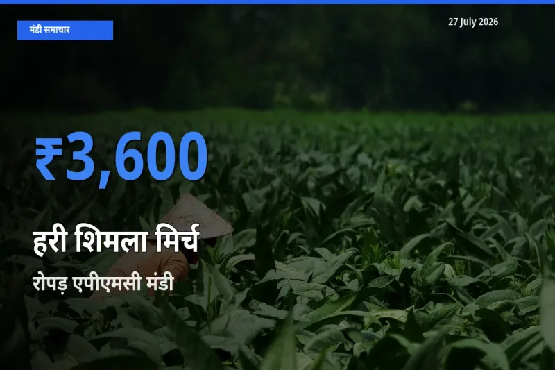 आज हरी शिमला मिर्च के सबसे ऊँचे दाम ₹3,600 रोपड़ एपीएमसी, रोपड़ (रूपनगर), पंजाब मंडी में