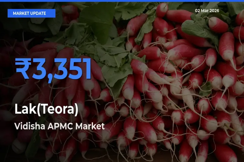 Vidisha APMC Leads as Top Mandi for Lak(Teora) Prices