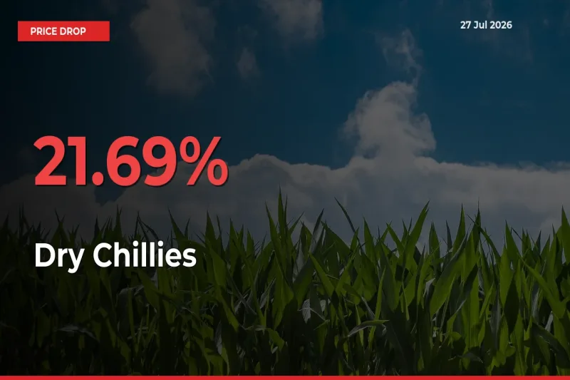 Sharp Fall! Dry Chillies Prices Plunge 21.69% in a Day at Key Mandis