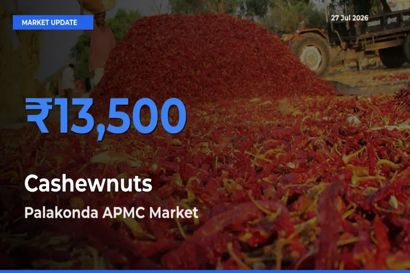 Palakonda APMC, Parvathipuram Manyam, Andhra Pradesh Leads as Top Mandi for Cashewnuts Prices