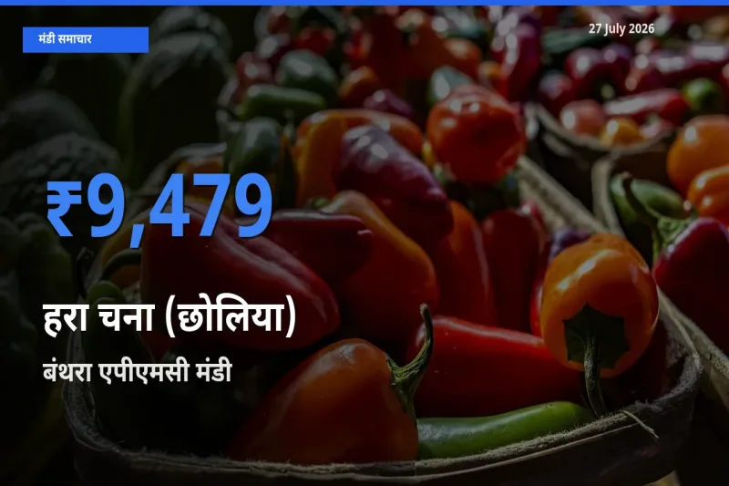 बाज़ार संकेत: बंथरा एपीएमसी, लखनऊ, उत्तर प्रदेश बना हरा चना (छोलिया) के लिए आज की टॉप मंडी