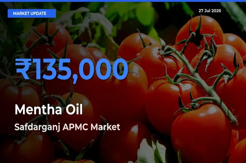 Safdarganj APMC, Barabanki, Uttar Pradesh Records Highest ₹135,000 Rate for Mentha Oil