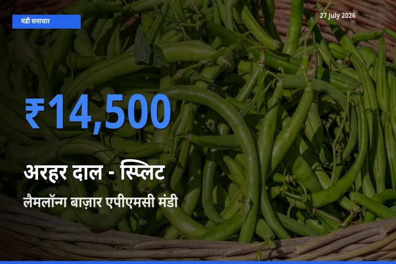 आज अरहर दाल - स्प्लिट के सबसे ऊँचे दाम ₹14,500 लैमलॉन्ग बाज़ार एपीएमसी, इंफाल पूर्व, मणिपुर मंडी में