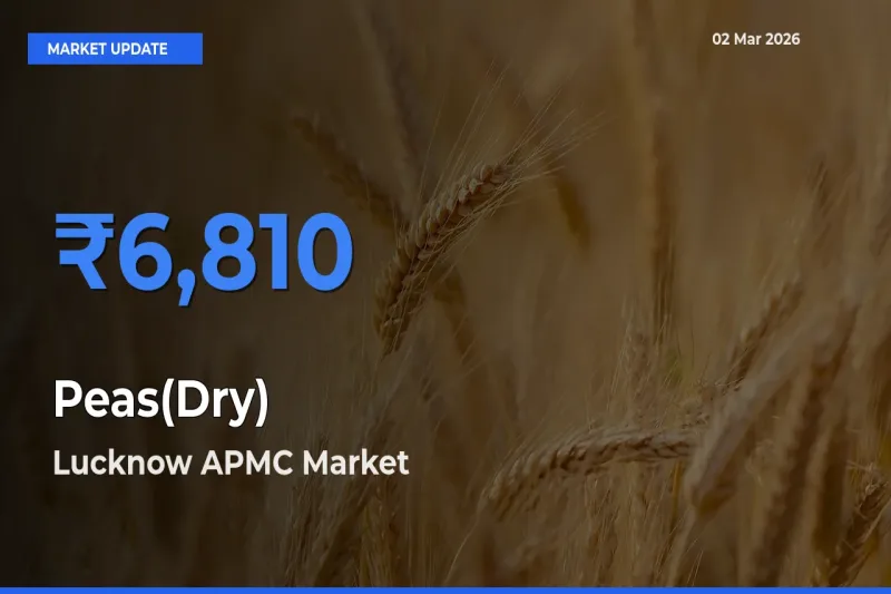 Lucknow APMC Records Highest ₹6,810 Rate for Peas(Dry)