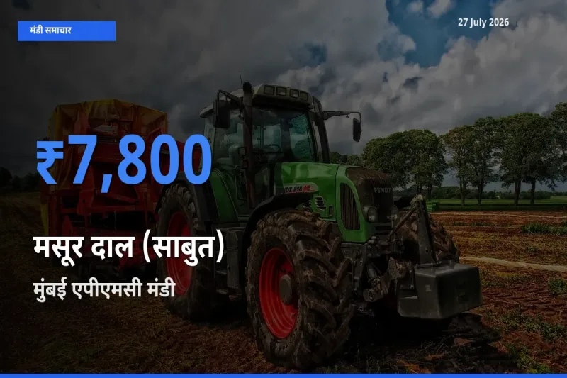 मुंबई एपीएमसी, महाराष्ट्र में मसूर दाल (साबुत) का आज सबसे ऊँचा भाव