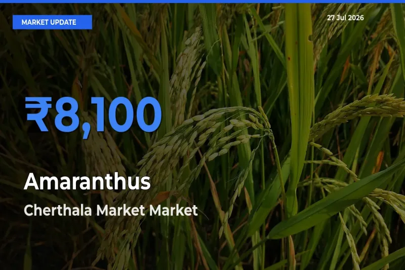 Top Performer! Cherthala Market, Alappuzha, Keralam Offers Best Amaranthus Price Today