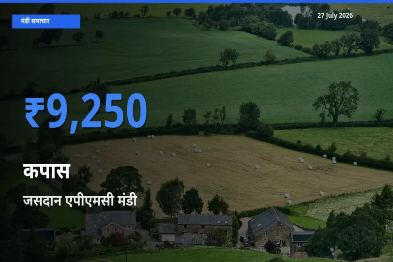 आज का मंडी भाव: कपास के सबसे ज़्यादा दाम जसदान एपीएमसी, राजकोट, गुजरात में