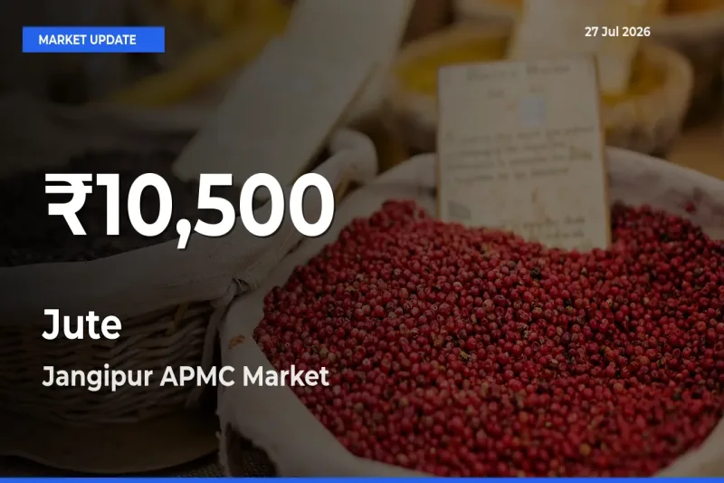 Why Jute Prices Slumped in Jangipur APMC, Murshidabad, West Bengal – 30-Day Low Today