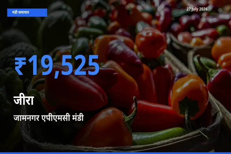 आज का मंडी भाव: जीरा के सबसे ज़्यादा दाम जामनगर एपीएमसी, गुजरात में