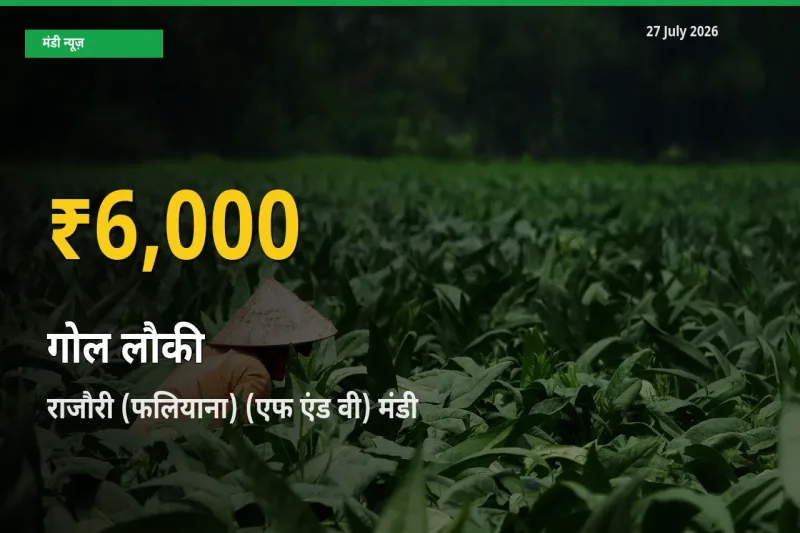 गोल लौकी के भावों में जबरदस्त उछाल, राजौरी (फलियाना) (एफ एंड वी), जम्मू और कश्मीर में नया उच्च स्तर