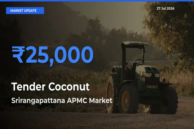 Top Performer! Srirangapattana APMC, Mandya, Karnataka Offers Best Tender Coconut Price Today