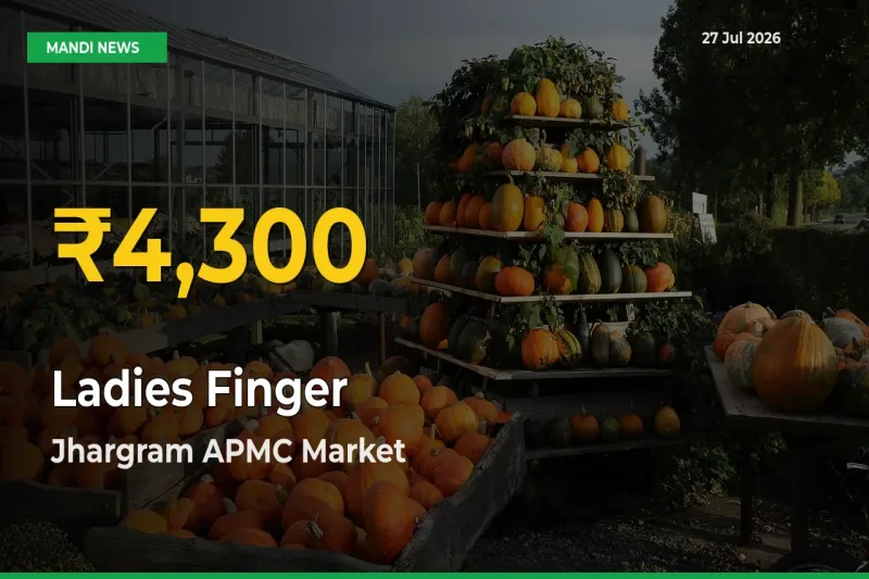 Ladies Finger Price Hits New High in Jhargram APMC, West Bengal Today – Check Latest Mandi Rates