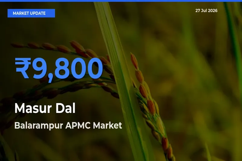 Balarampur APMC, Puruliya, West Bengal Records Highest ₹9,800 Rate for Masur Dal