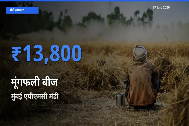टॉप मंडी बना मुंबई एपीएमसी, महाराष्ट्र! मूंगफली बीज के सबसे ऊँचे दाम यहीं दर्ज