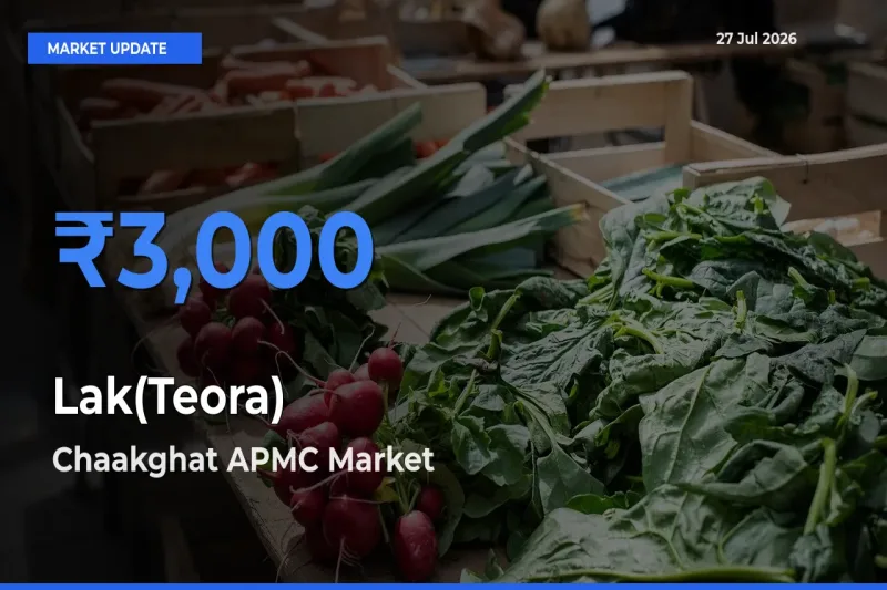 Lak(Teora) Mandi Rate Today: Chaakghat APMC, Rewa, Madhya Pradesh Tops the List