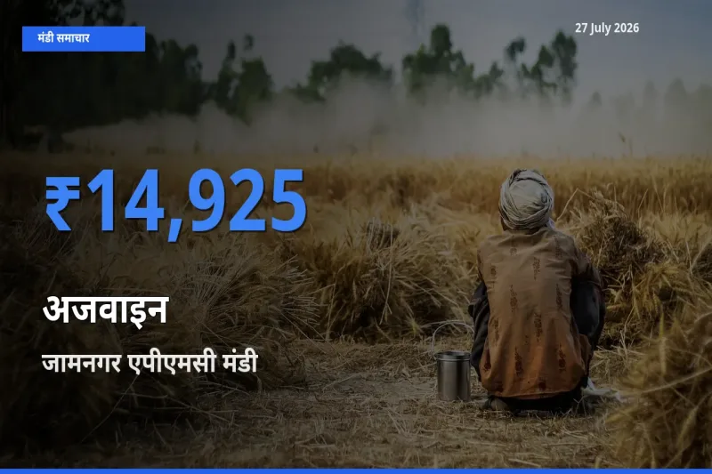 जामनगर एपीएमसी, गुजरात मंडी में अजवाइन ₹14,925 पर पहुँचा – आज का सर्वोच्च भाव