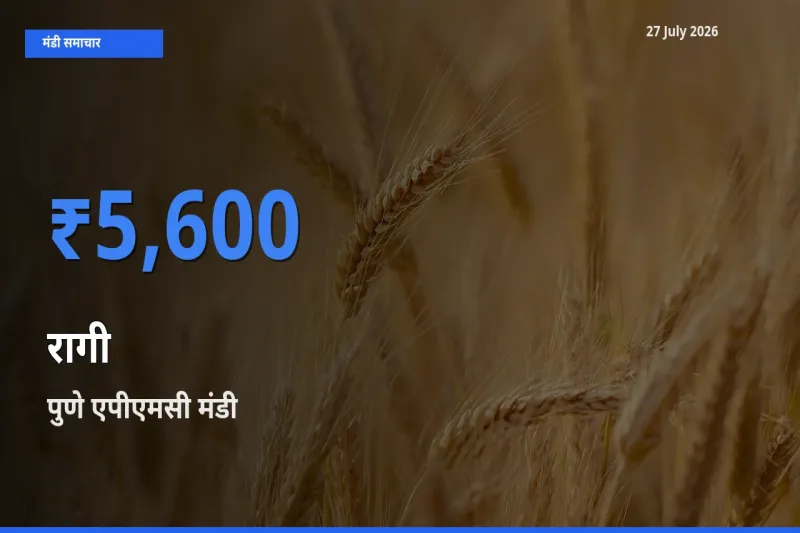 पुणे एपीएमसी, महाराष्ट्र मंडी में रागी ₹5,600 पर पहुँचा – आज का सर्वोच्च भाव