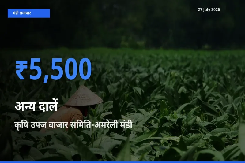 आज अन्य दालें के सबसे ऊँचे दाम ₹5,500 कृषि उपज बाजार समिति-अमरेली, गुजरात मंडी में