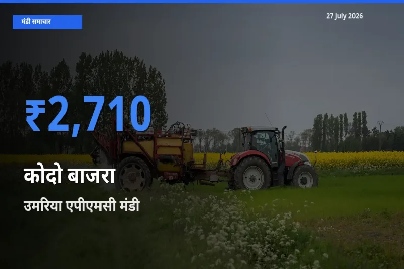 टॉप मंडी बना उमरिया एपीएमसी, मध्य प्रदेश! कोदो बाजरा के सबसे ऊँचे दाम यहीं दर्ज