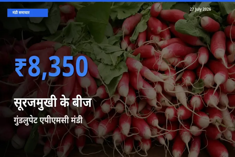 गुंडलुपेट एपीएमसी, चामराजनगर, कर्नाटक में सूरजमुखी के बीज का आज सबसे ऊँचा भाव