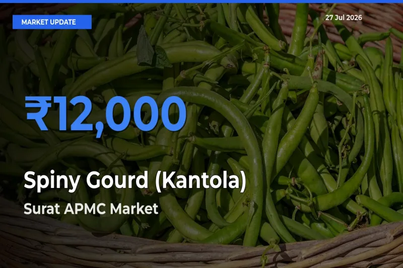 Surat APMC, Gujarat Emerges as Top Mandi for Spiny Gourd (Kantola) Prices Today