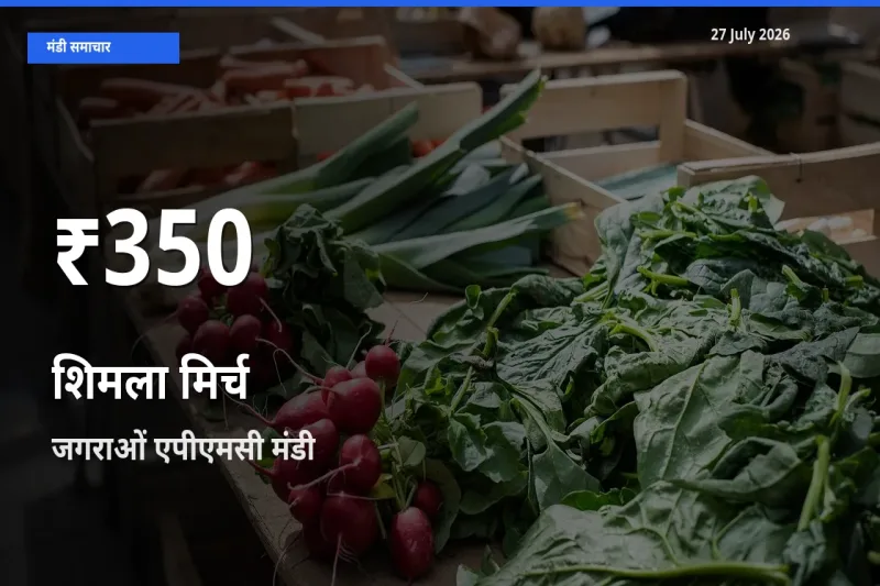 किसानों के लिए चिंता का विषय? शिमला मिर्च के दाम जगराओं एपीएमसी, लुधियाना, पंजाब में 30 दिन के न्यूनतम स्तर पर