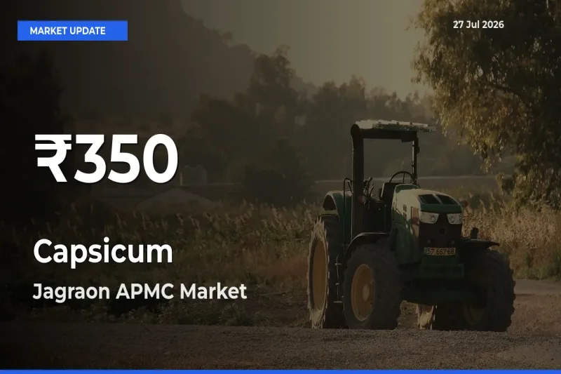 Sharp Fall! Capsicum Prices Drop to 30-Day Low in Jagraon APMC, Ludhiana, Punjab