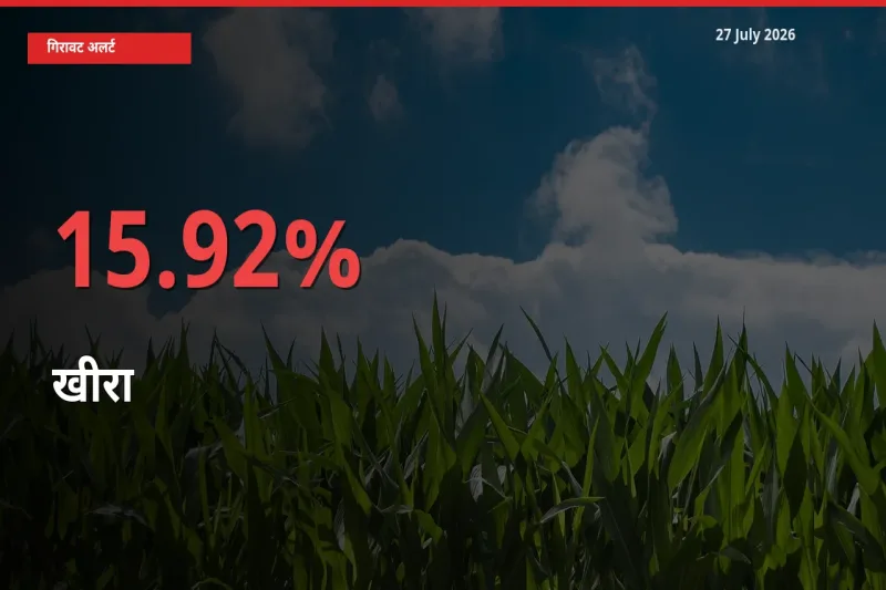 स्थानीय मंडी में खीरा के दाम अचानक 15.92% गिरे, किसानों की चिंता बढ़ी