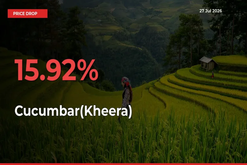 Why Cucumbar(Kheera) Prices Fell 15.92% in a Day at Mandis