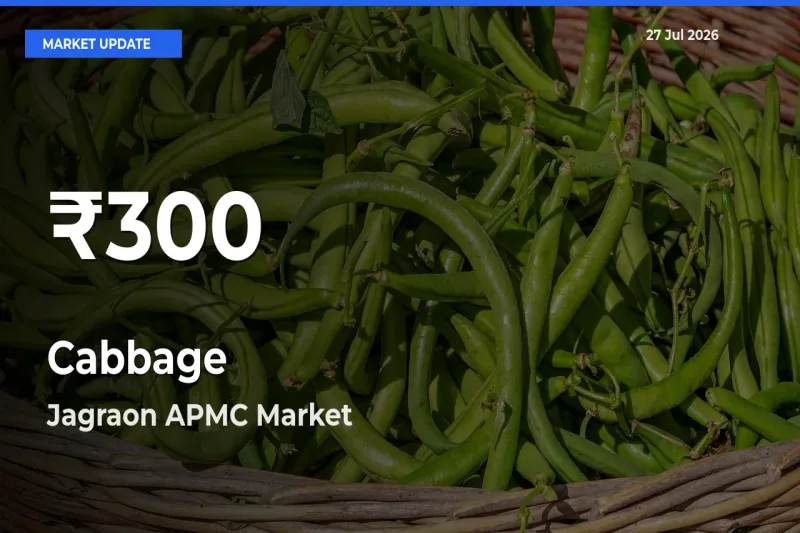 Cabbage Falls to ₹300 in Jagraon APMC, Ludhiana, Punjab – 30-Day Lowest Rate