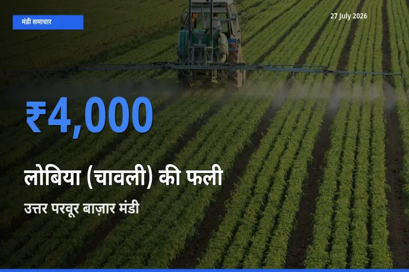 टॉप मंडी बना उत्तर परवूर बाज़ार, एर्नाकुलम, केरलम! लोबिया (चावली) की फली के सबसे ऊँचे दाम यहीं दर्ज