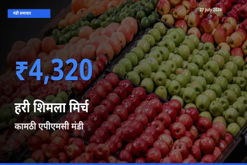 किसानों की पसंद बना कामठी एपीएमसी, नागपुर, महाराष्ट्र, हरी शिमला मिर्च के सबसे अच्छे दाम