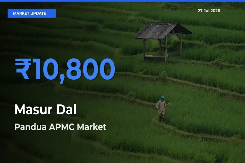 Pandua APMC, Hooghly, West Bengal Tops Masur Dal Mandi Rates Today
