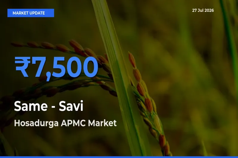 Top Performer! Hosadurga APMC, Chitradurga, Karnataka Offers Best Same - Savi Price Today