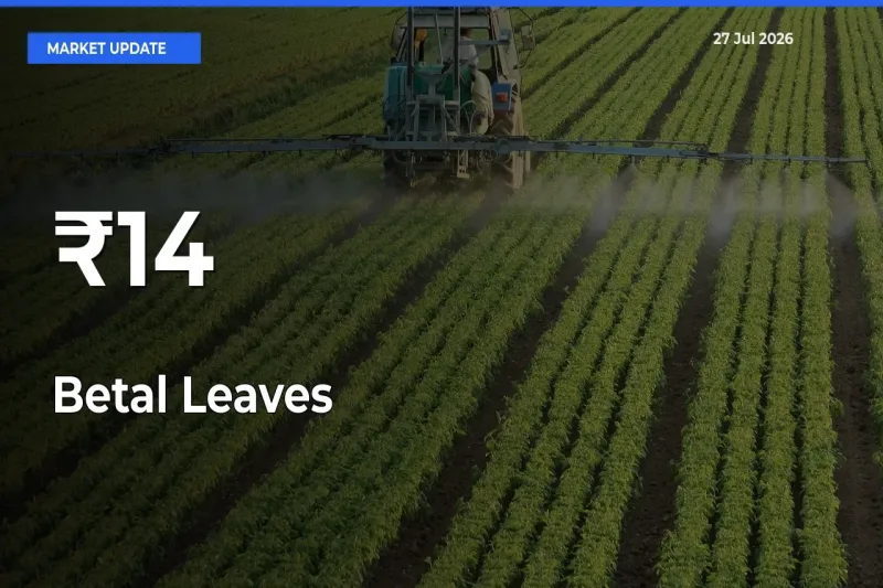 Betal Leaves Shows Strong Mandi Trend – July 27 Market Update
