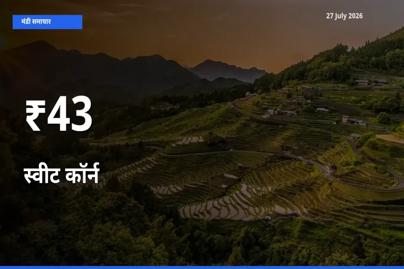 कई मंडियों में स्वीट कॉर्न के भाव एक दिशा में, बाज़ार का रुख साफ