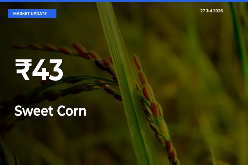 Why Sweet Corn  Prices Are Moving Across Multiple Mandis Today
