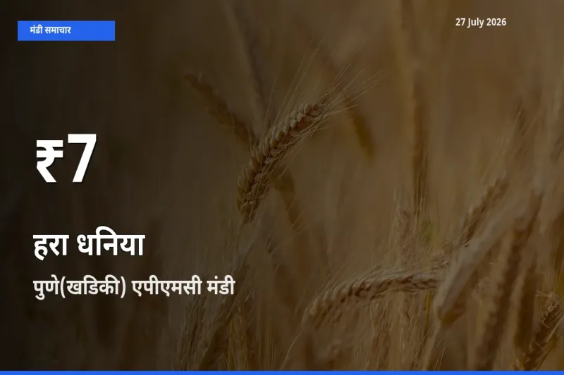 बाज़ार संकेत: हरा धनिया के भाव पुणे(खडिकी) एपीएमसी, महाराष्ट्र में 30 दिन के निचले स्तर पर