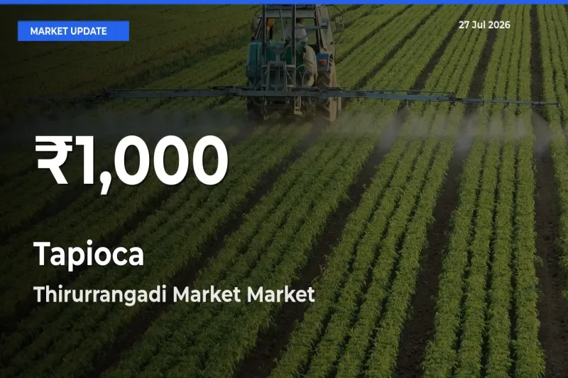Tapioca Mandi Rate Today: 30-Day Low Recorded in Thirurrangadi Market, Malappuram, Keralam