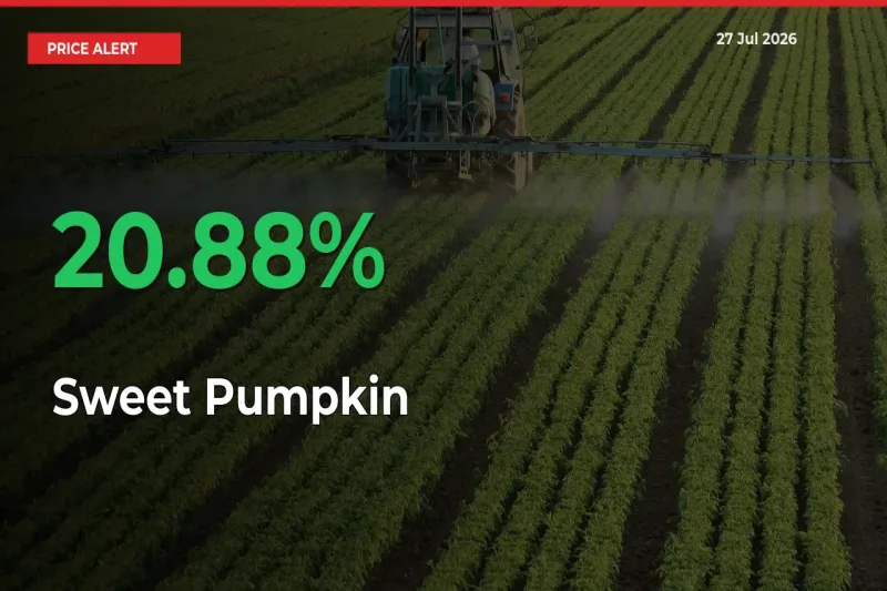 This Mandi Records 20.88% Jump in Sweet Pumpkin Prices