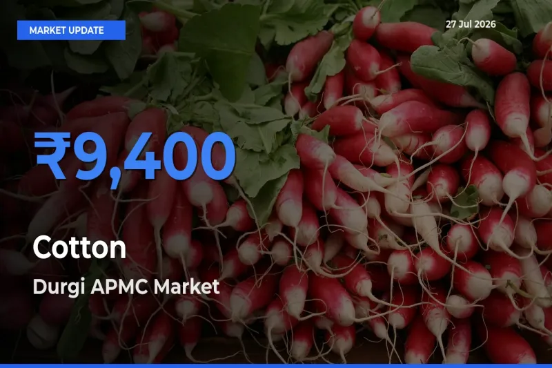 Durgi APMC, Palnadu, Andhra Pradesh Records Highest ₹9,400 Rate for Cotton