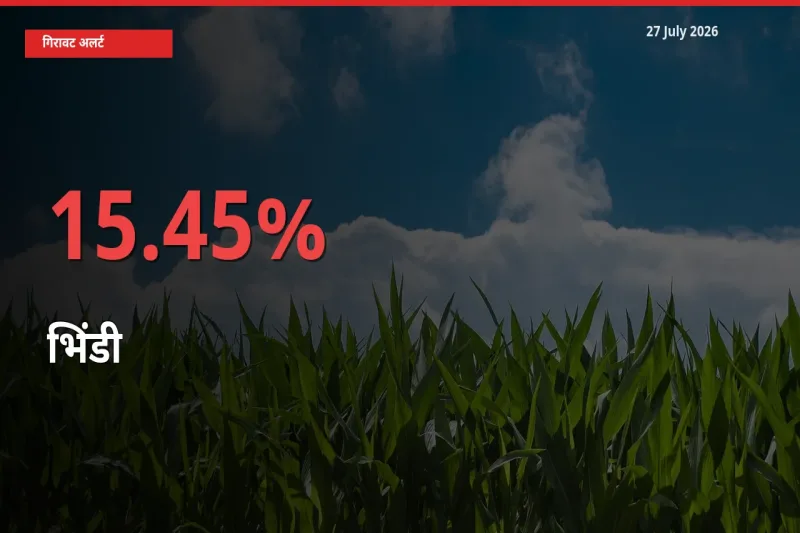 स्थानीय मंडी में भिंडी के दाम अचानक 15.45% गिरे, किसानों की चिंता बढ़ी