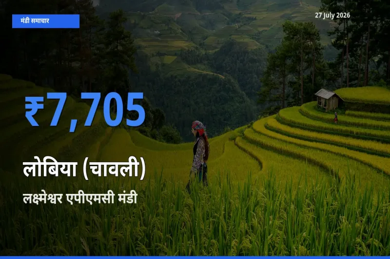 किसानों की पसंद बना लक्ष्मेश्वर एपीएमसी, गडग, कर्नाटक, लोबिया (चावली) के सबसे अच्छे दाम