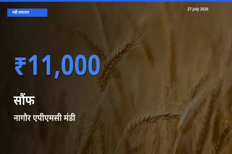 आज सौंफ के सबसे ज़्यादा दाम नागौर एपीएमसी, राजस्थान मंडी में दर्ज