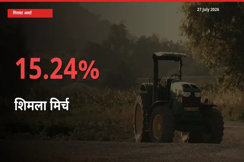 आज का मंडी भाव: शिमला मिर्च के दाम मंडी में 15.24% नीचे