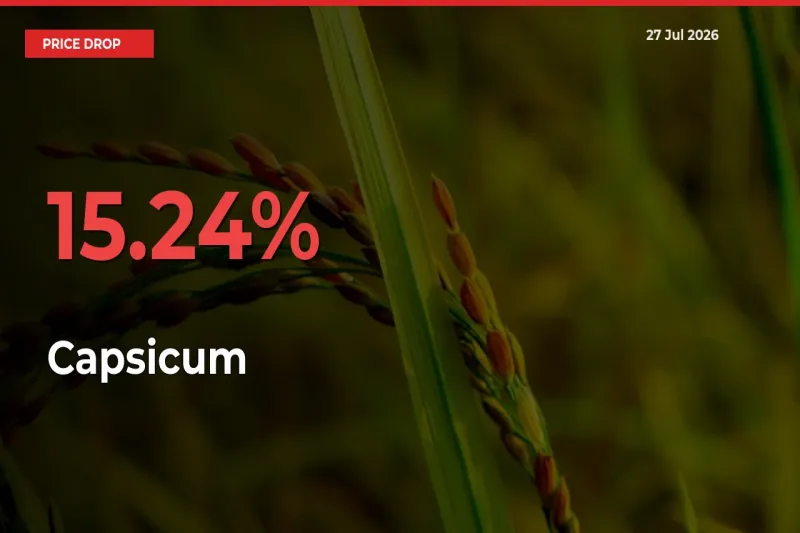 Sharp Fall! Capsicum Prices Plunge 15.24% in a Day at Key Mandis