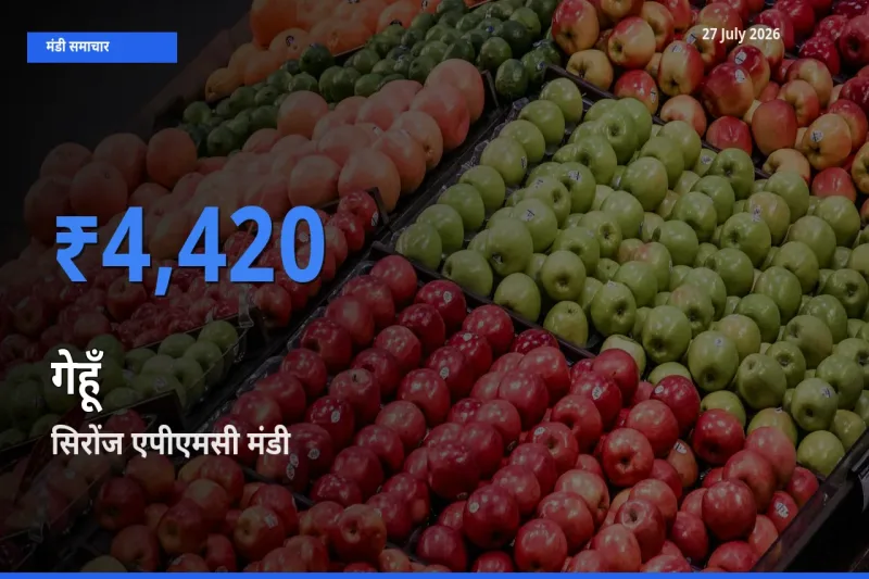 बाज़ार संकेत: सिरोंज एपीएमसी, विदिशा, मध्य प्रदेश बना गेहूँ के लिए आज की टॉप मंडी