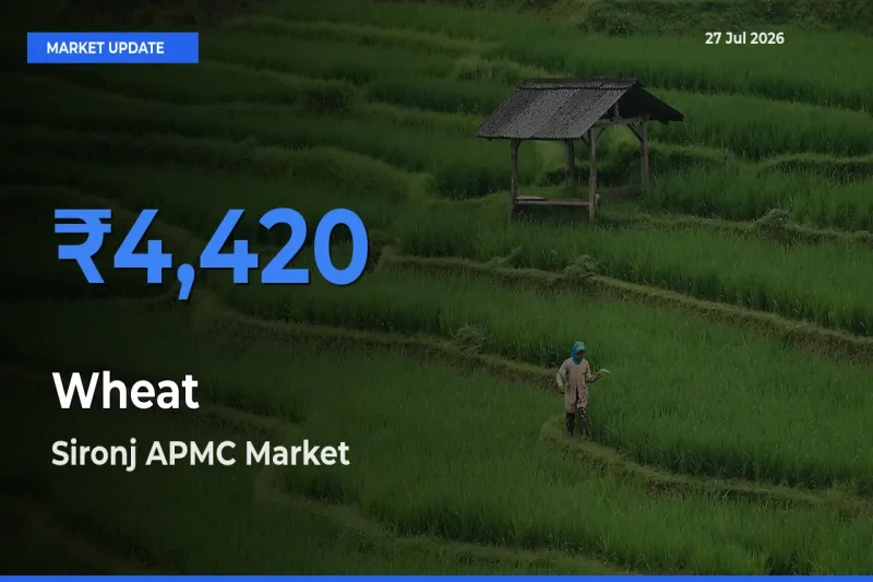 Sironj APMC, Vidisha, Madhya Pradesh Offers ₹4,420 – Highest Wheat Rate Today
