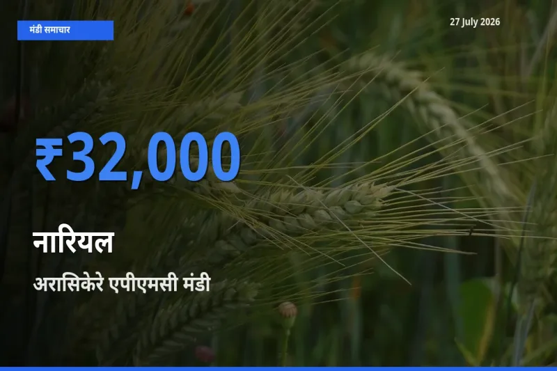 अरासिकेरे एपीएमसी, हसन, कर्नाटक मंडी में आज नारियल के सबसे ऊँचे दाम दर्ज