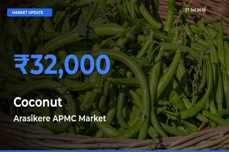 Arasikere APMC, Hassan, Karnataka Tops Coconut Rates – July 27 Market Update